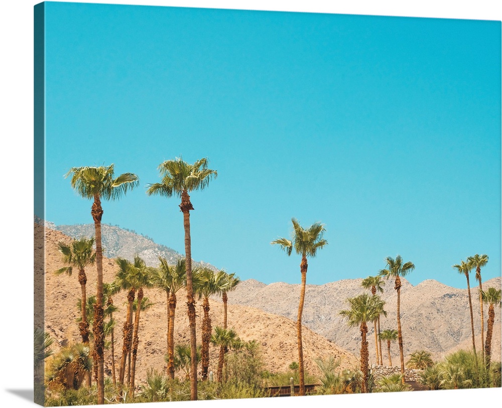 Palm Springs Palm Trees