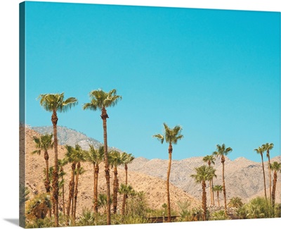 Palm Springs Palm Trees