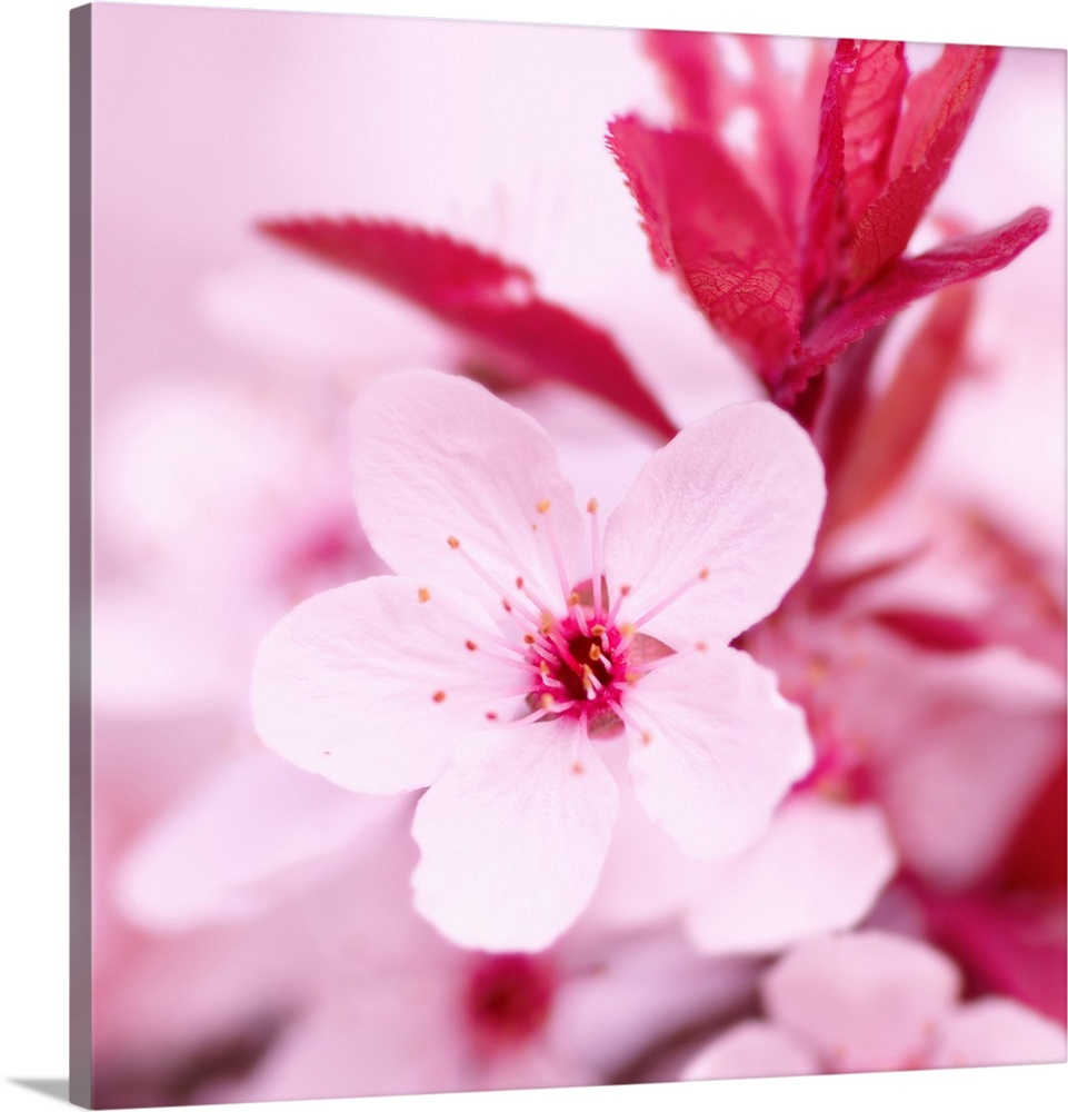 Square photograph of a pale pink blossom.