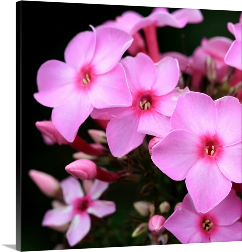 Close up photographic of bright pink phlox flowers.