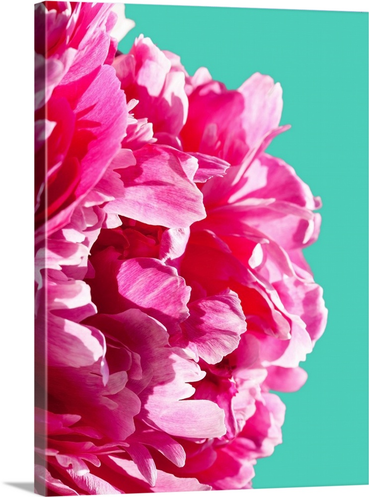 A close up photograph of a bright pink peony against a blue background.
