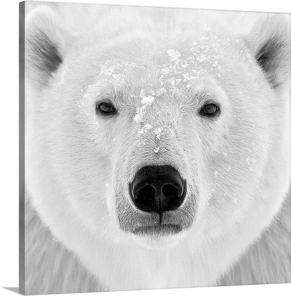 Black and white photograph of the face of a polar bear.