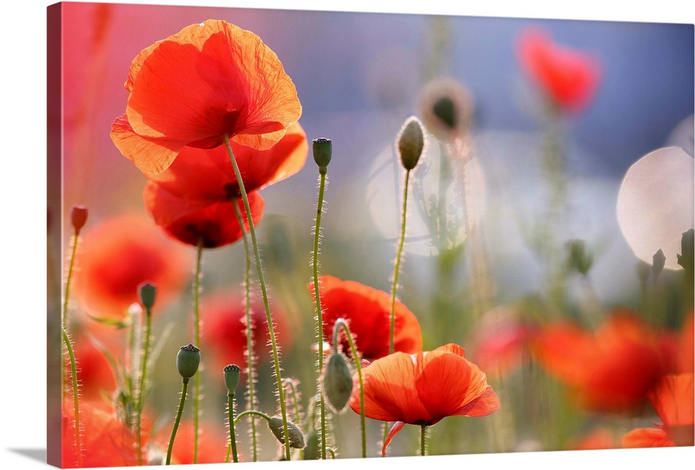A light, airy photograph of red poppies in a field.
