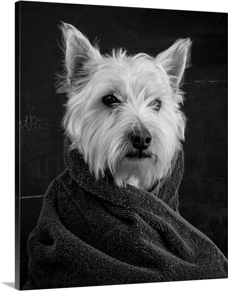 Black and white portrait of a westie dog wrapped in a towel.