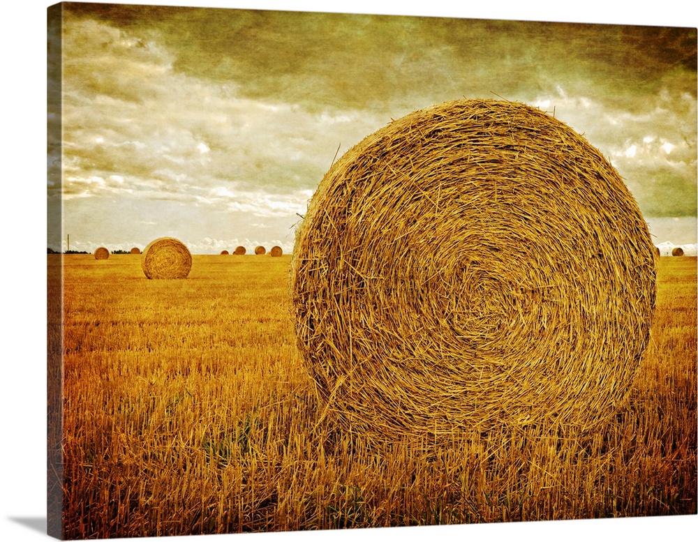 Round hay rolls in a farm field on Prince Edward Island, Canada by Edward M. Fielding.