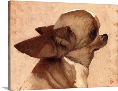 Profile - Chihuahua