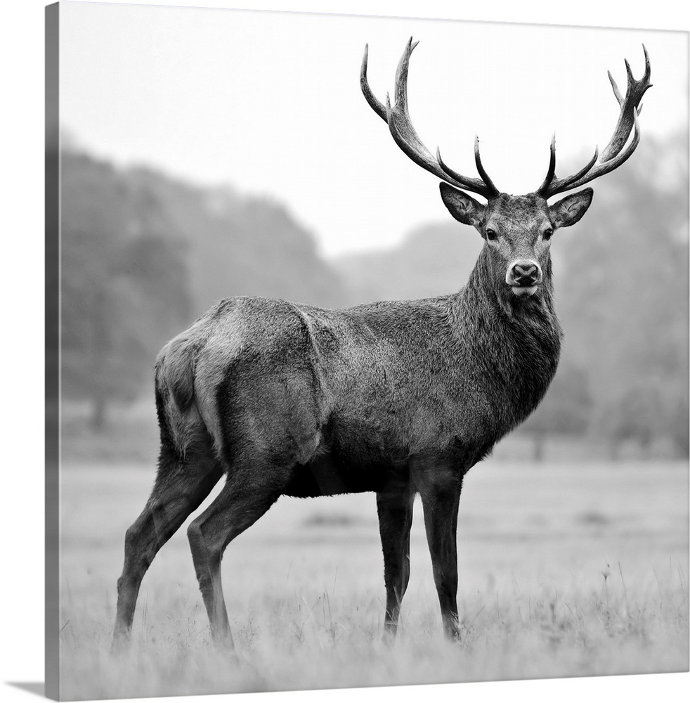 Black and white photograph of a deer in a field.