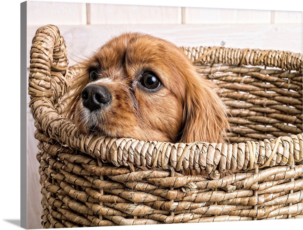 King Charles Spaniel puppy.