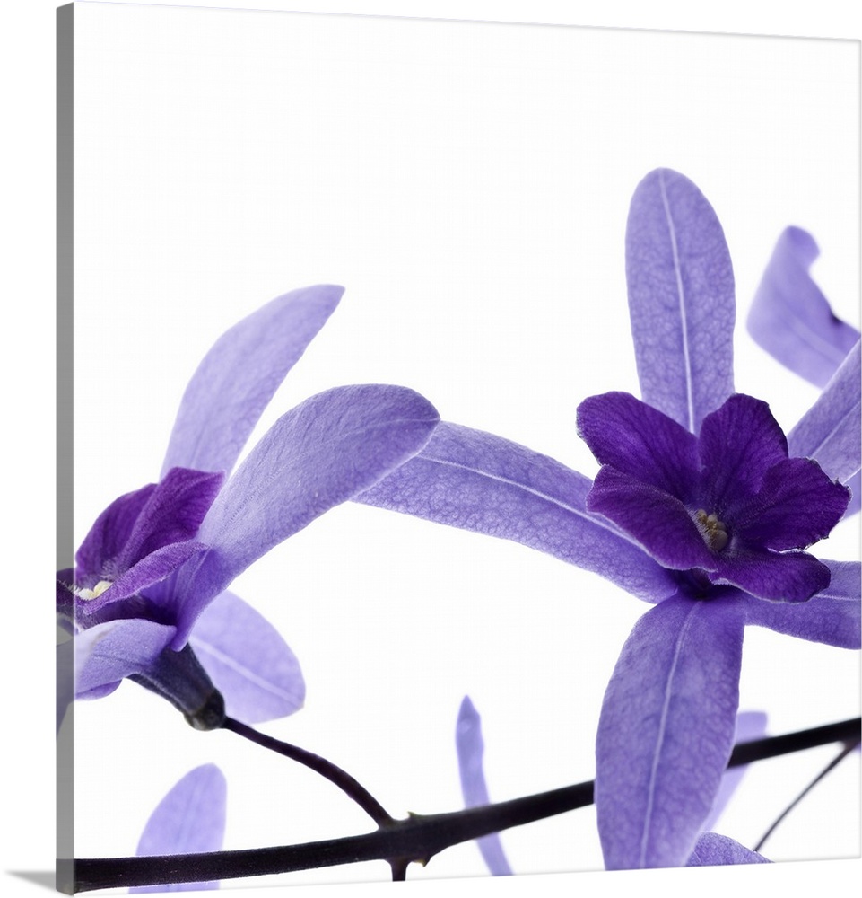 Square photograph of two purple blossoms on a branch.