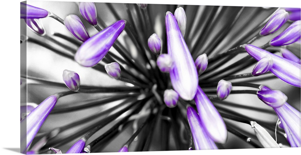 Horizontal image of a closeup of purple flower.