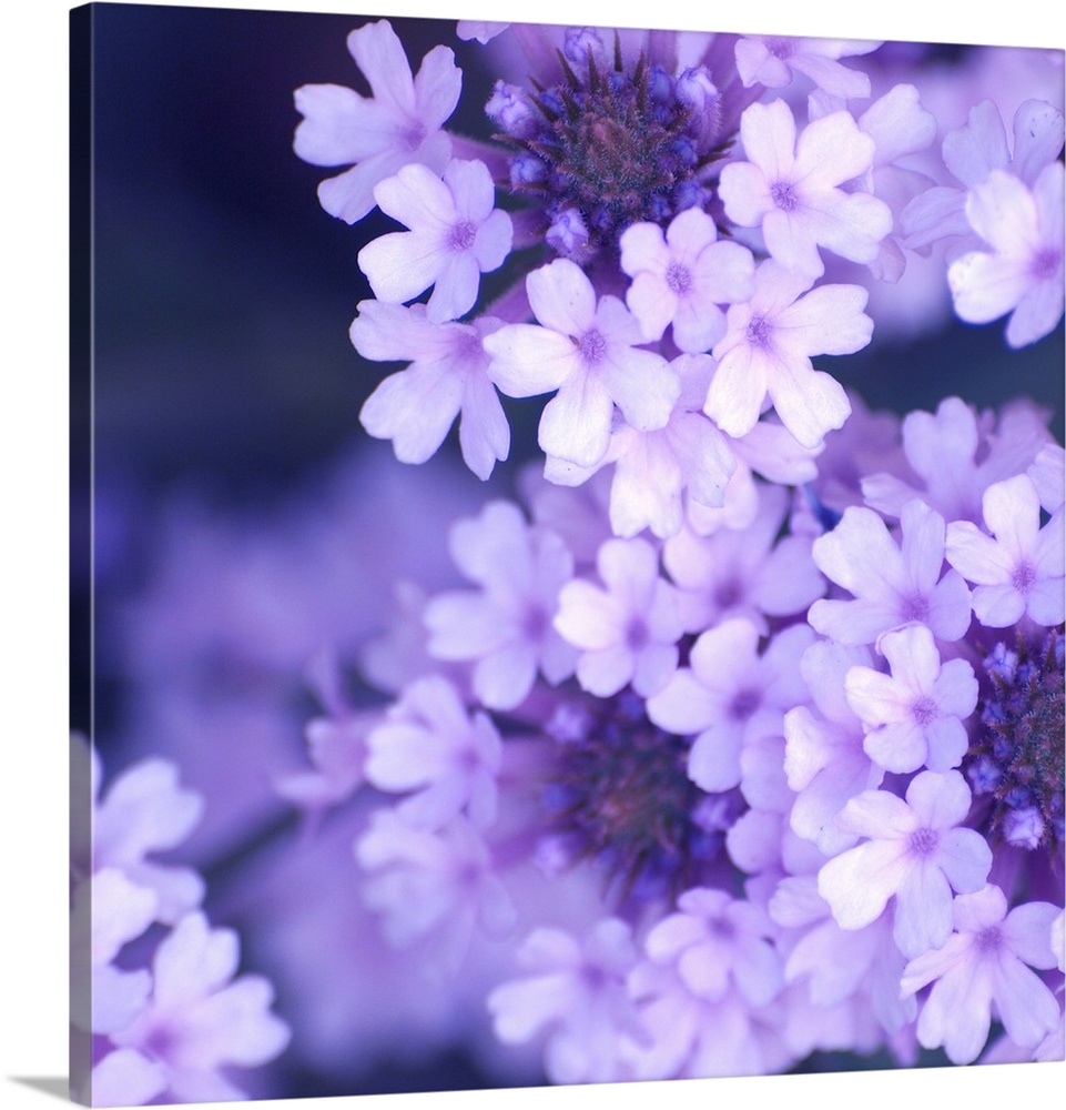 A close up photograph of lilac blossoms.