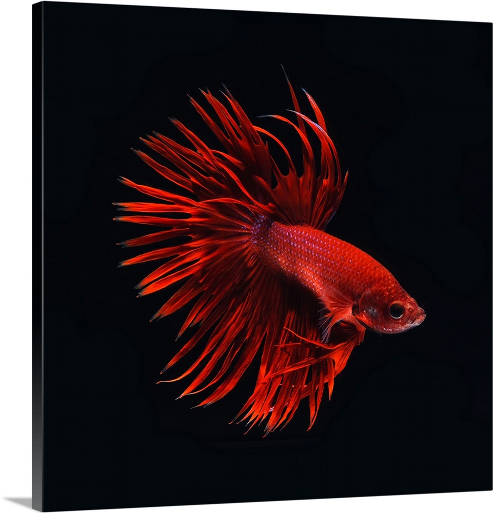 Square image of a red betta fish on a black background.