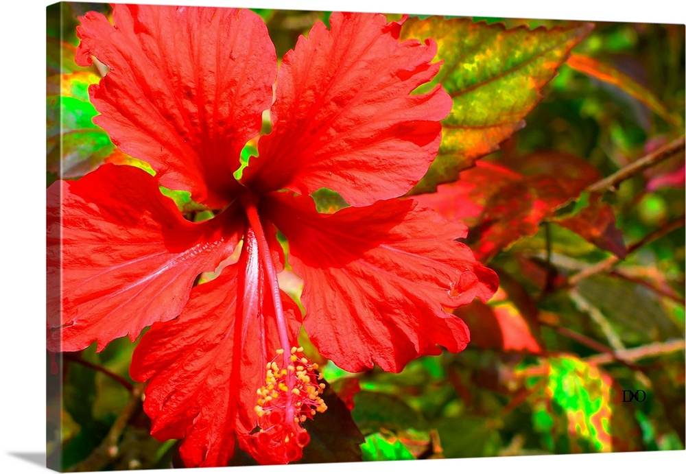 Red Hibiscus