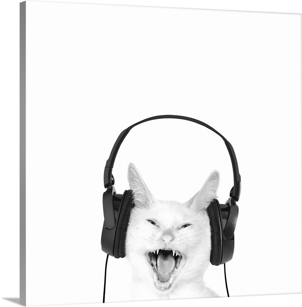 A square image of a white cat wearing headphones.