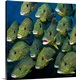image thumbnail of A square painting of a shoal of colorful Grunts.