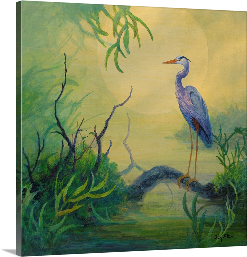 Summer Heron