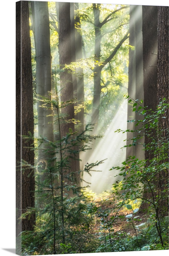A vertical scene of the sun peeping through the trees and lighting a spiderweb in a forest.