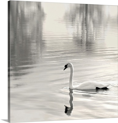 Sunlit Swan