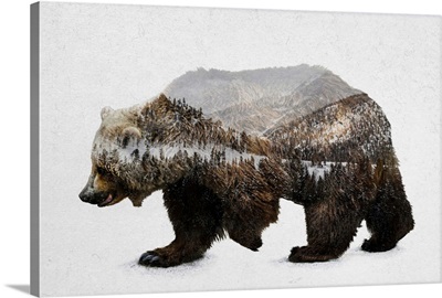 The Kodiak Brown Bear