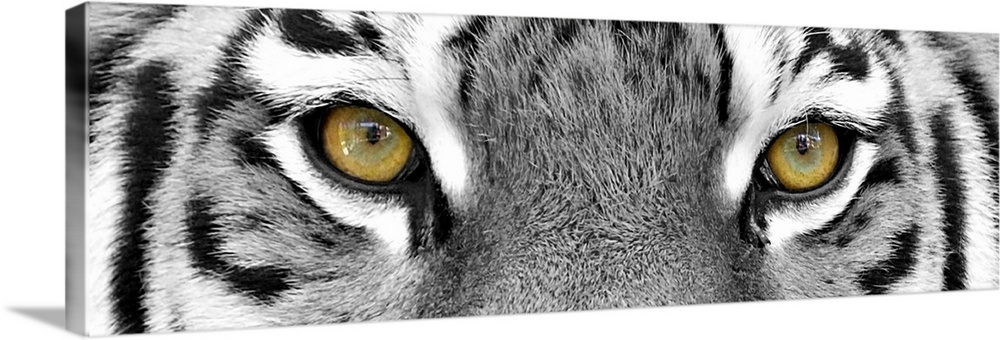 Black and white close-up portrait of the big tiger on stone wall background.