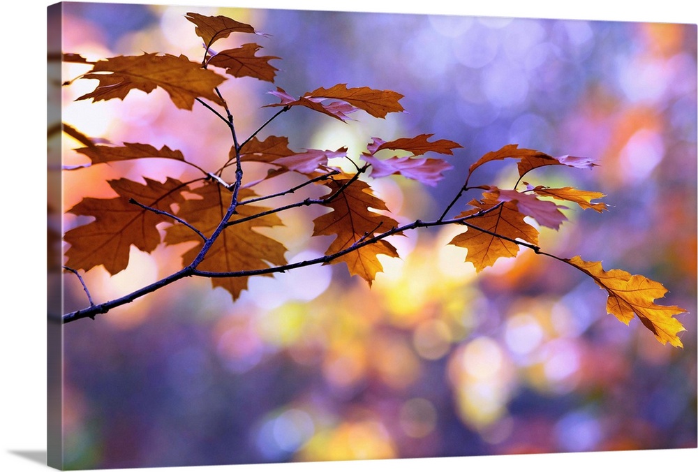 A close up photograph of a branch of golden leaves during fall.