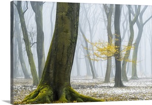 Winter Colors image thumbnail