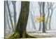 image thumbnail of A forest of crooked trees surround by a snowy mist.