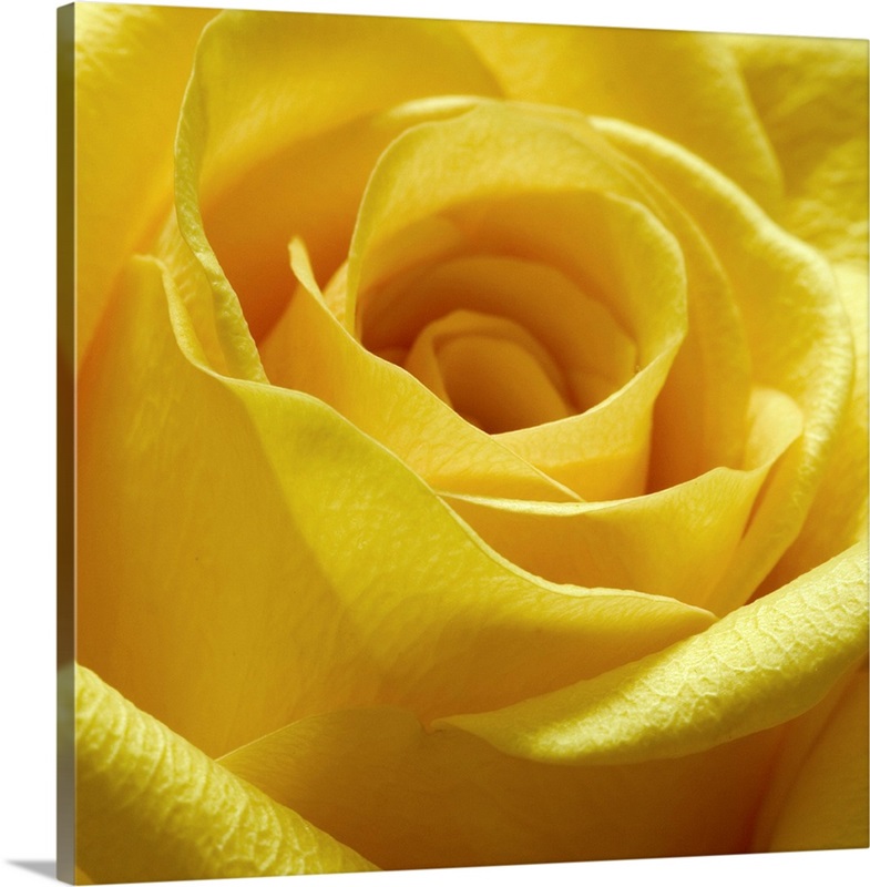 Yellow Rose Wall Art, Canvas Prints, Framed Prints, Wall Peels Great