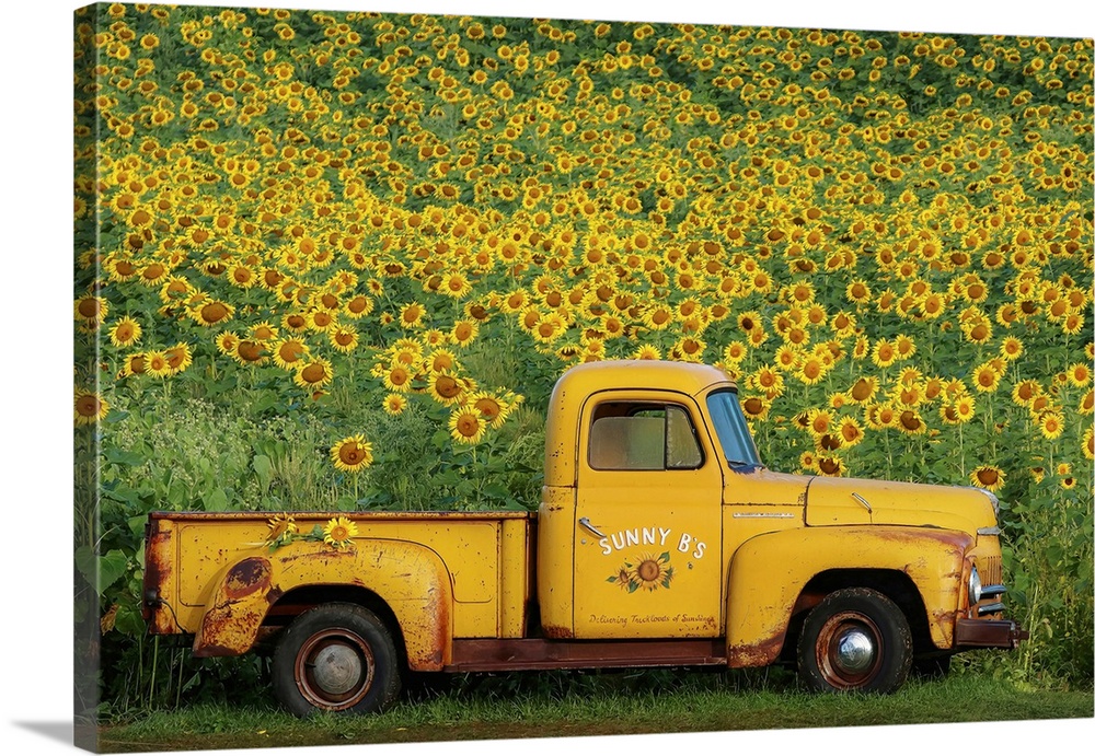 A rustic style photograph of a vintage yellow pick up truck parked in front of a field of sunflowers, perfect for fall decor