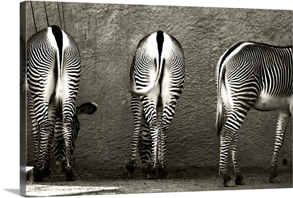 Black and white photograph of three zebras with hindquarters facing the camera, and their heads to the wall.