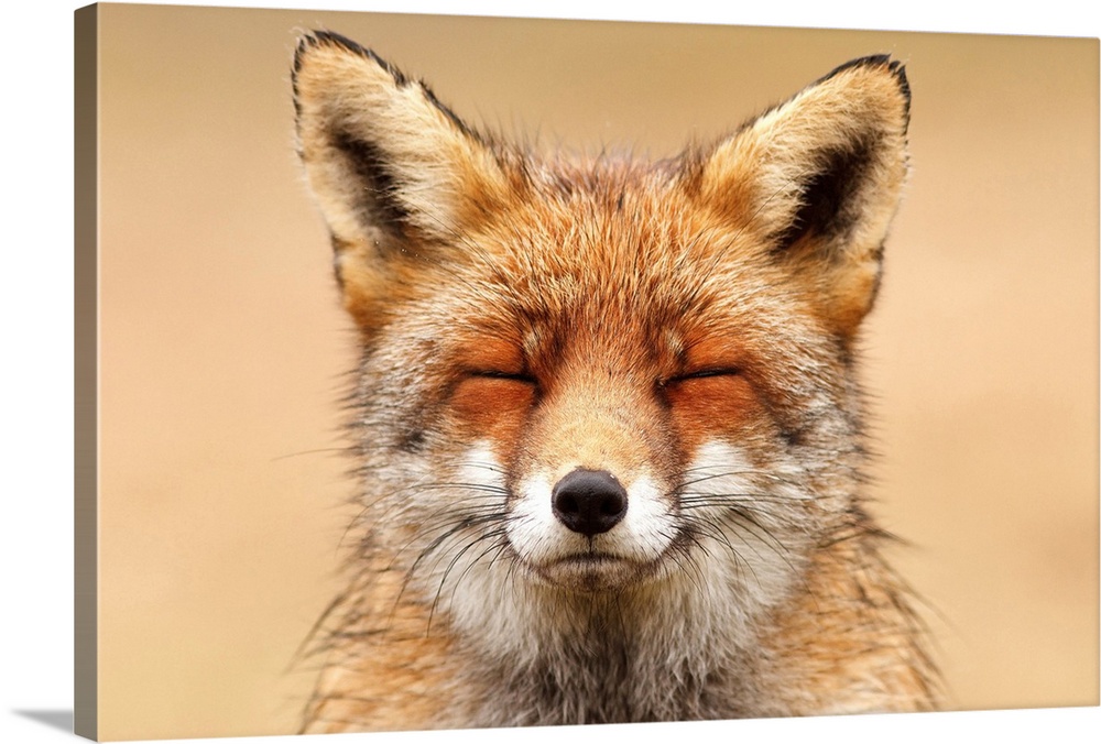 A photograph of a fox with it's eyes close.