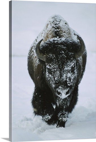 A Frost-Covered American Bison Bull Walks Through The Snow In Yellowstone National Park