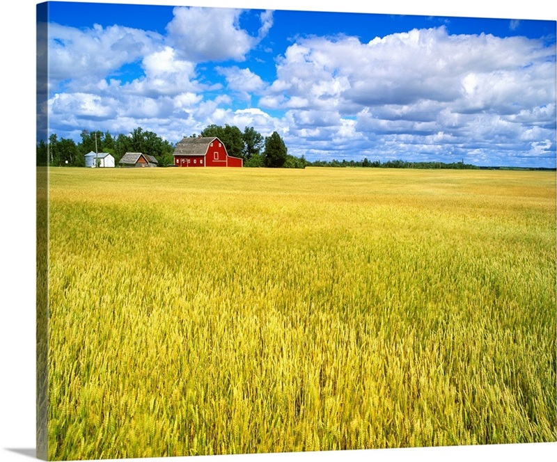 A maturing field of wheat with a red barn and blue sky with white ...