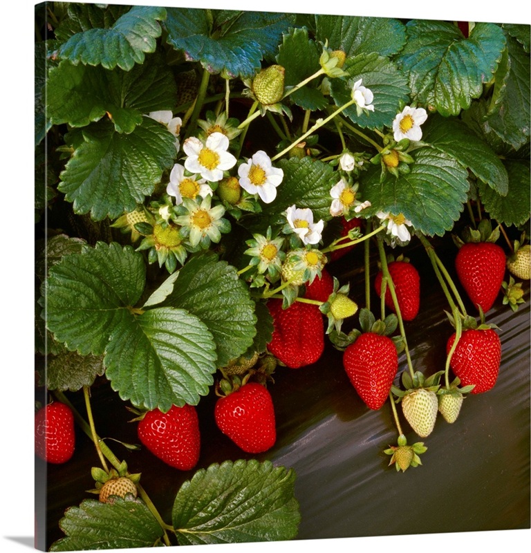 Closeup of strawberry plants with blossoms and ripe berries in a row ...