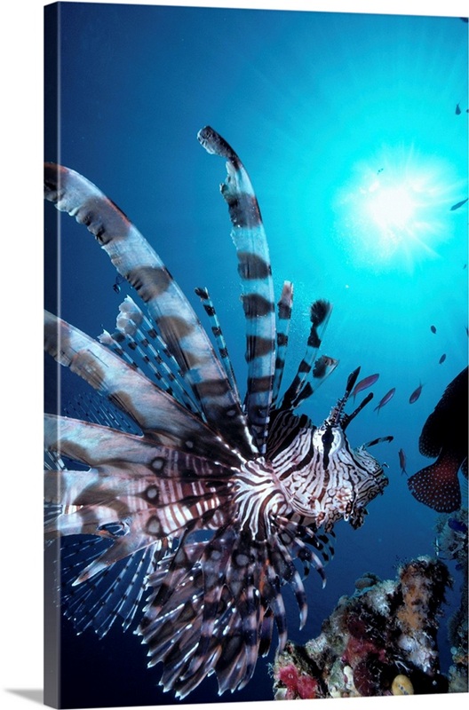 Fiji, Volitan Lionfish | Great Big Canvas