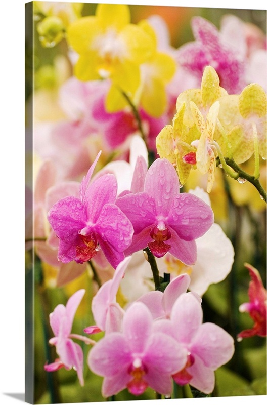 Hawaii, Field Of Pink And Yellow Orchids | Great Big Canvas