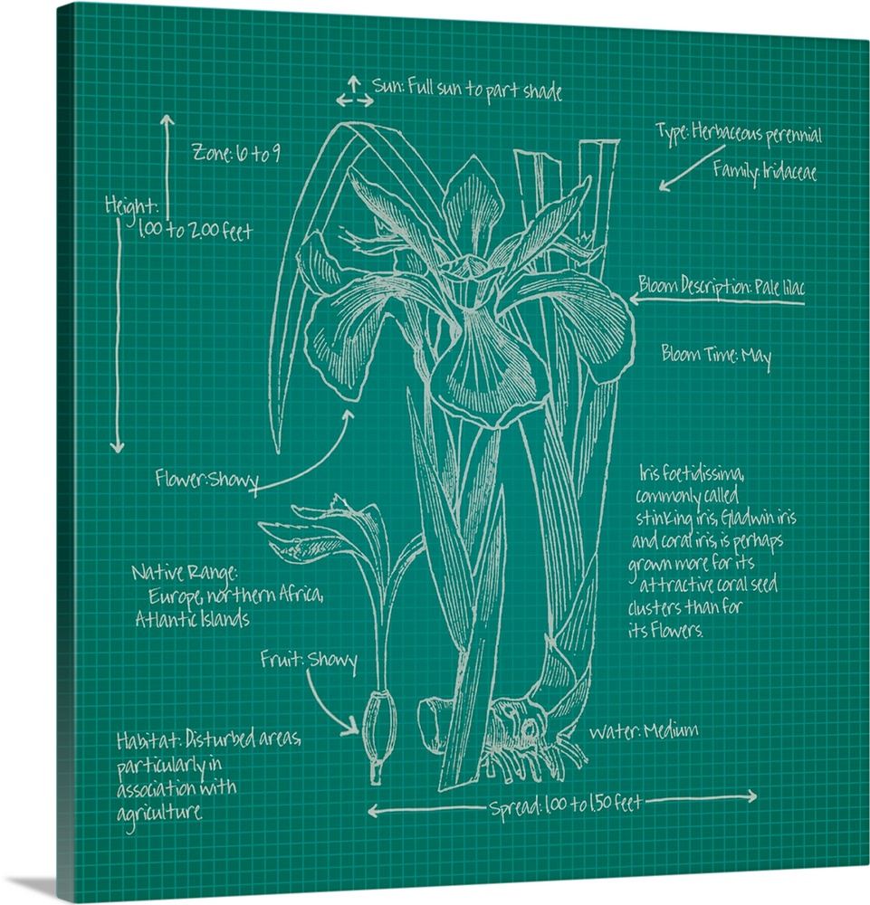 Digital artwork of a blueprint in green and white featuring a perennial with brief information about the plant.