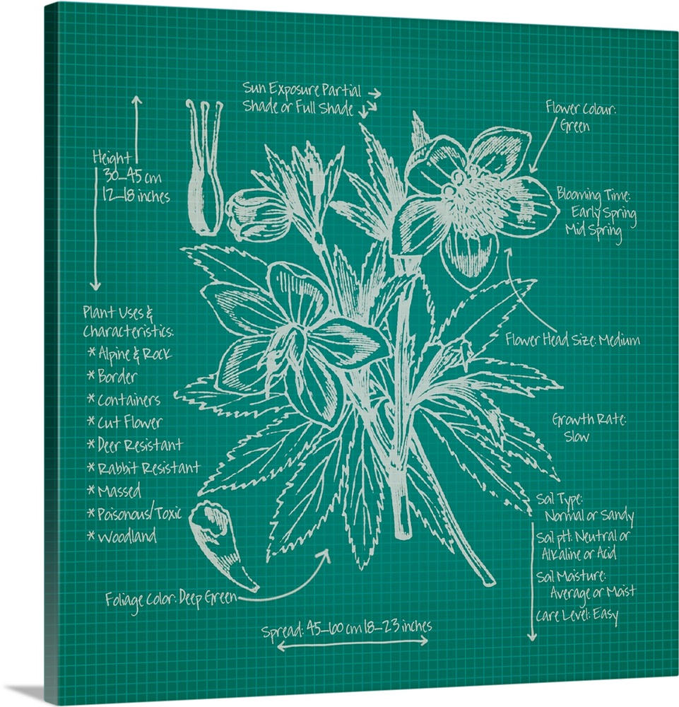 Digital artwork of a blueprint in green and white featuring a perennial with brief information about the plant.