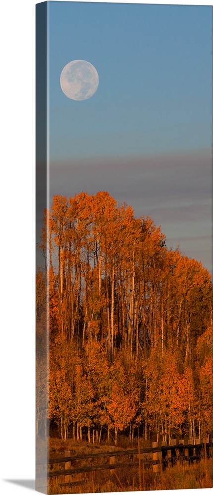 Photograph of brightly colored orange trees, a blue sky and a pale full moon.