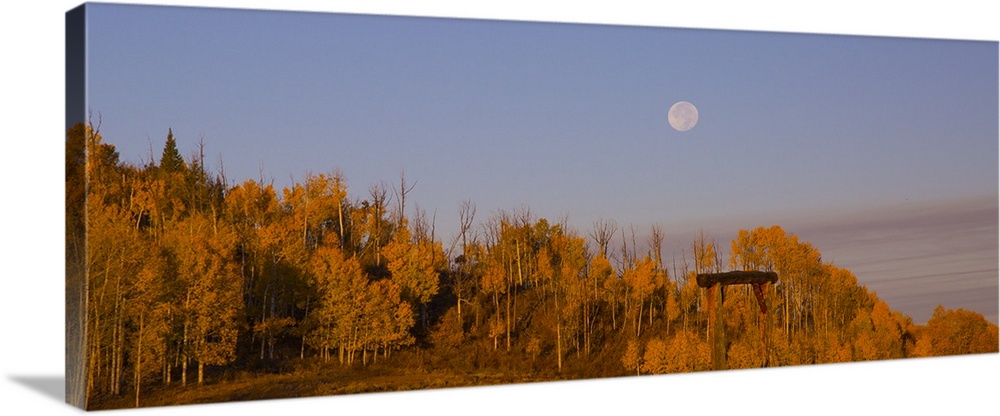 Photograph of brightly colored orange trees, a lavender sky and a pale full moon.