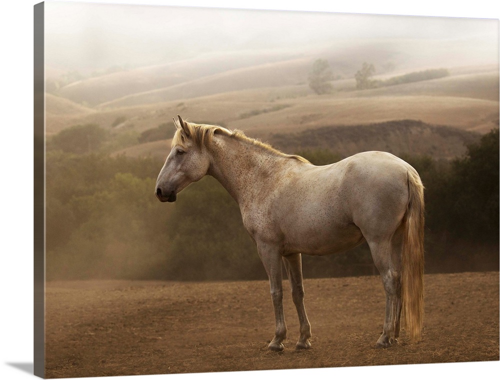 Photograph of a white horse standing in the morning mist by Sally Linden.