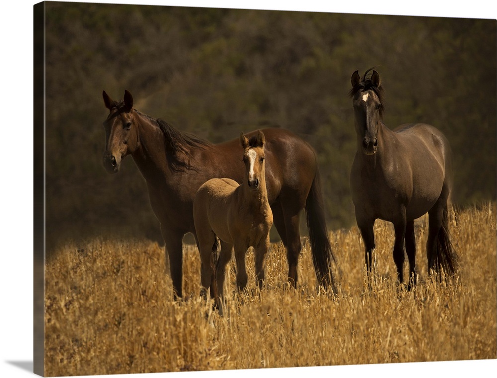 A family of wild horses standing in a field in golden light.