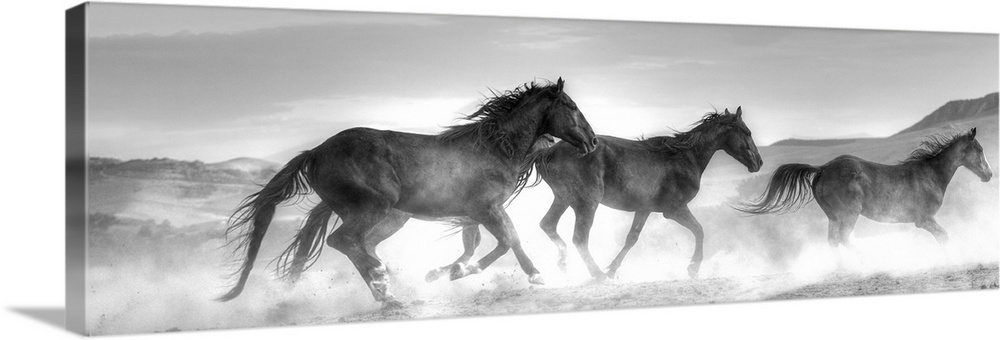 Photograph in black and white of three horses running in a cloud of dust by Sally Linden.