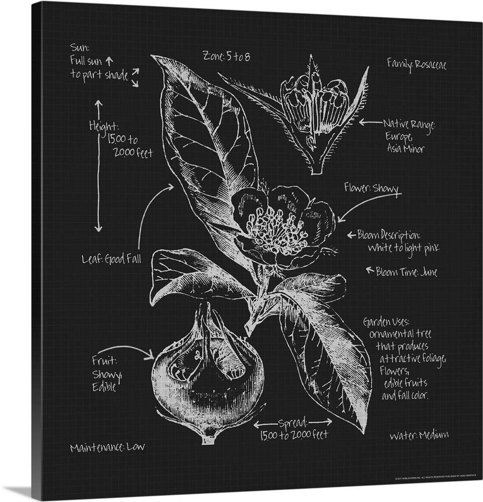 Square blueprint of a Rosaceae flower with labels in black and white.