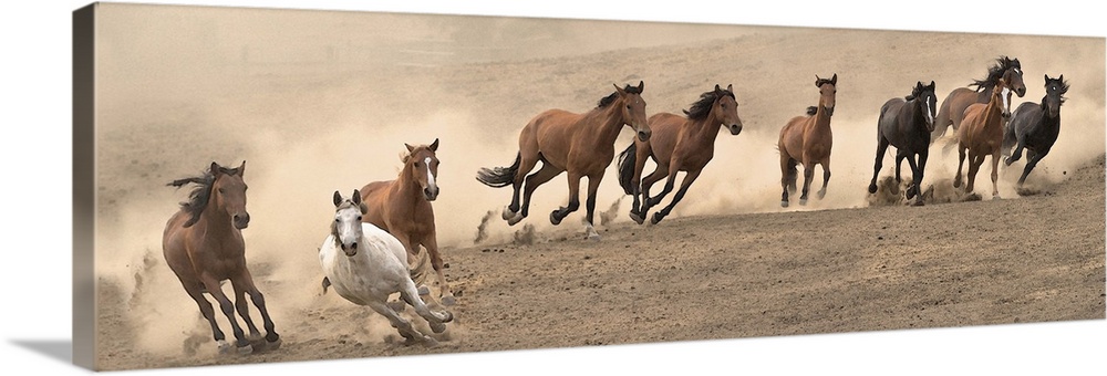 Panoramic photograph of a herd of wild horses running in a dusty field.