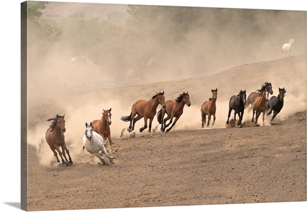 Photograph of a team of wild horses barreling over the hillside by Sally Linden.