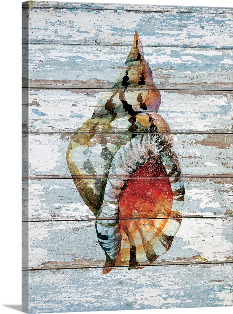 Digital artwork of a seashell on a weather-washed blue-gray wood background.