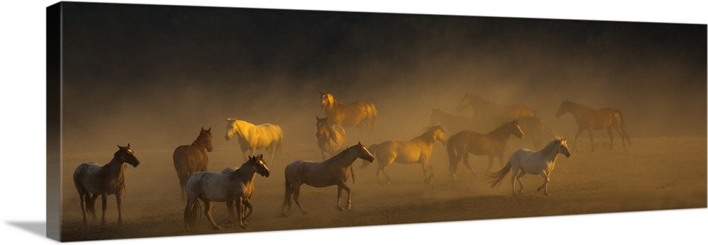 Photograph of a herd of horses finding their way to go in a dusty field.