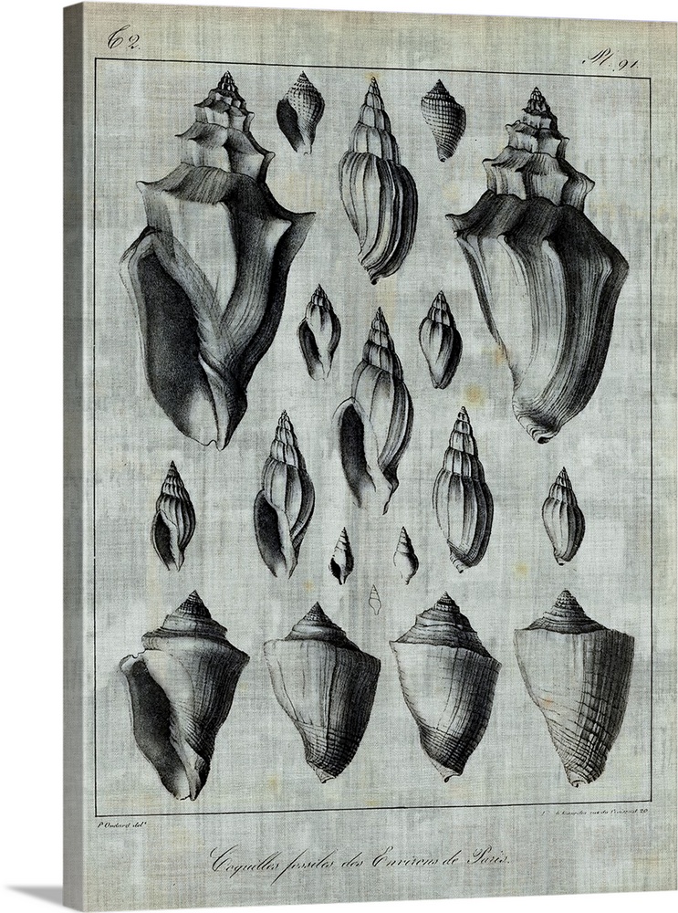 Seashell illustrations on textured linen.