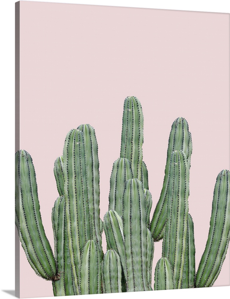 Photograph of long, green cacti on a pale pink background.